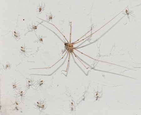 Pholcus phalangioides